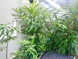 Chiselhurst Green (D19), Terrace #539183801
